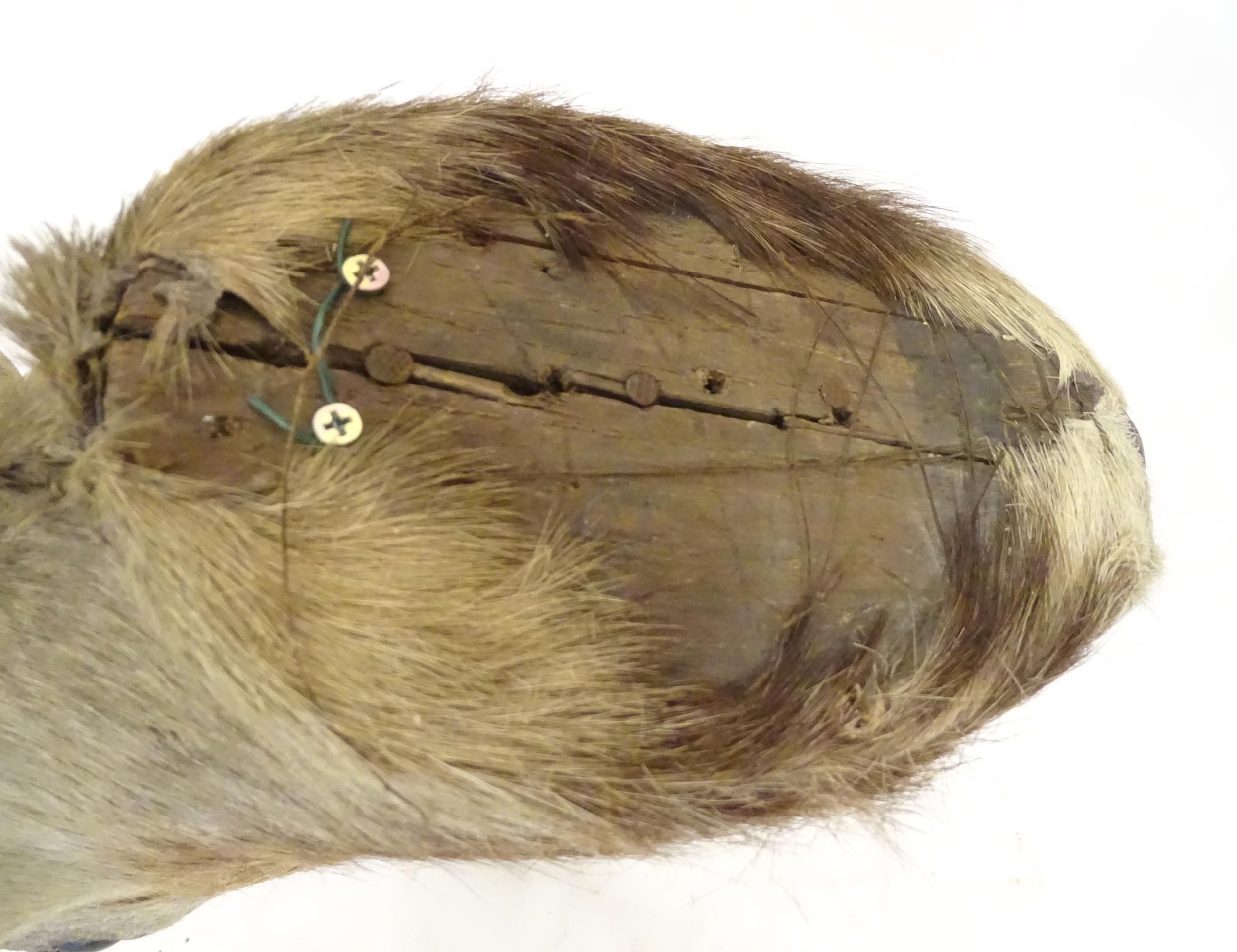 Taxidermy : an early to mid 20thC head and cape mount of a Blackbuck, Approx. 26" long, 11" wide, - Bild 3 aus 10