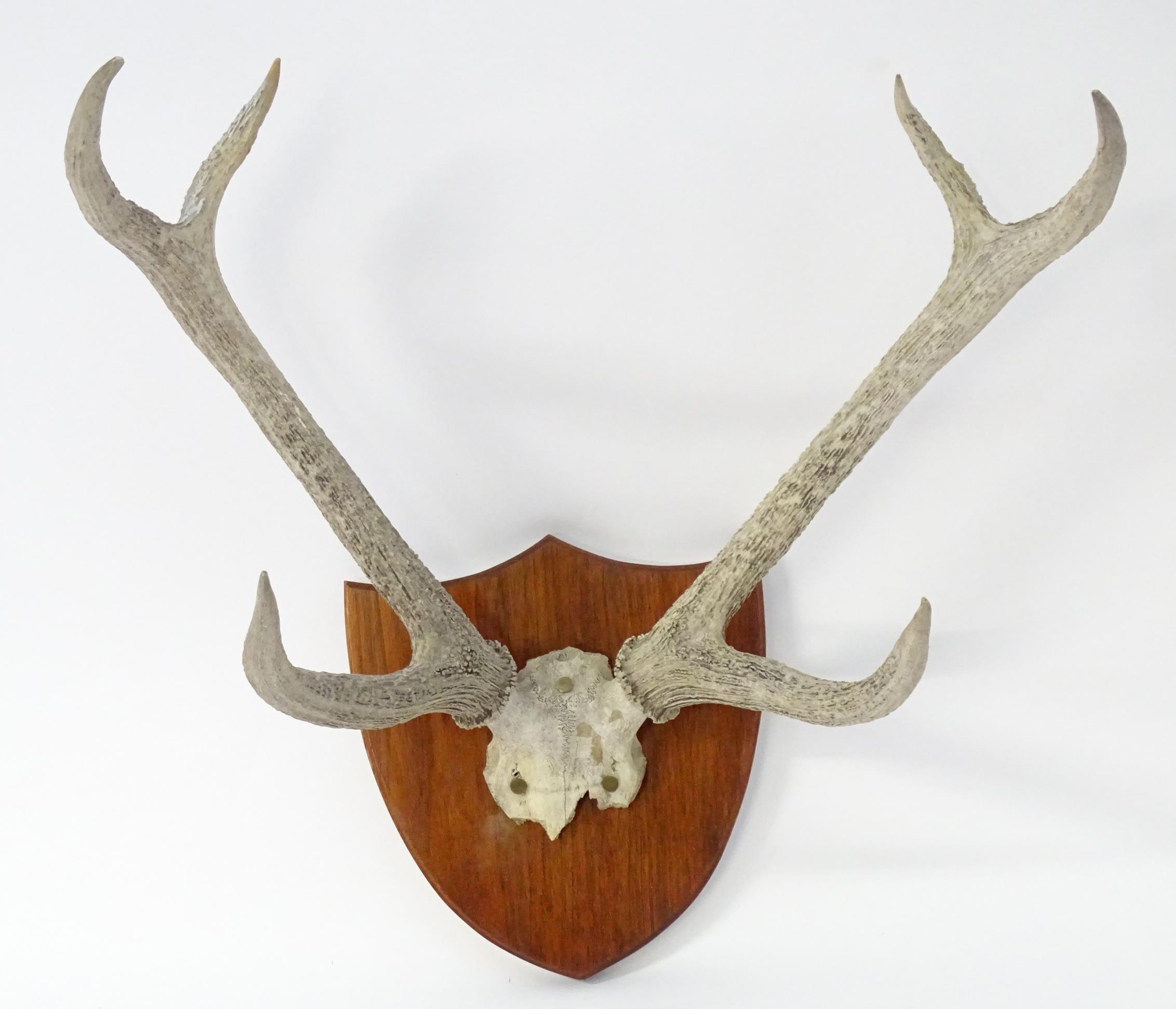 Taxidermy: a 20thC partial skull mount of Red Deer antlers, affixed to a shield plinth, approx 31"