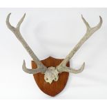 Taxidermy: a 20thC partial skull mount of Red Deer antlers, affixed to a shield plinth, approx 31"