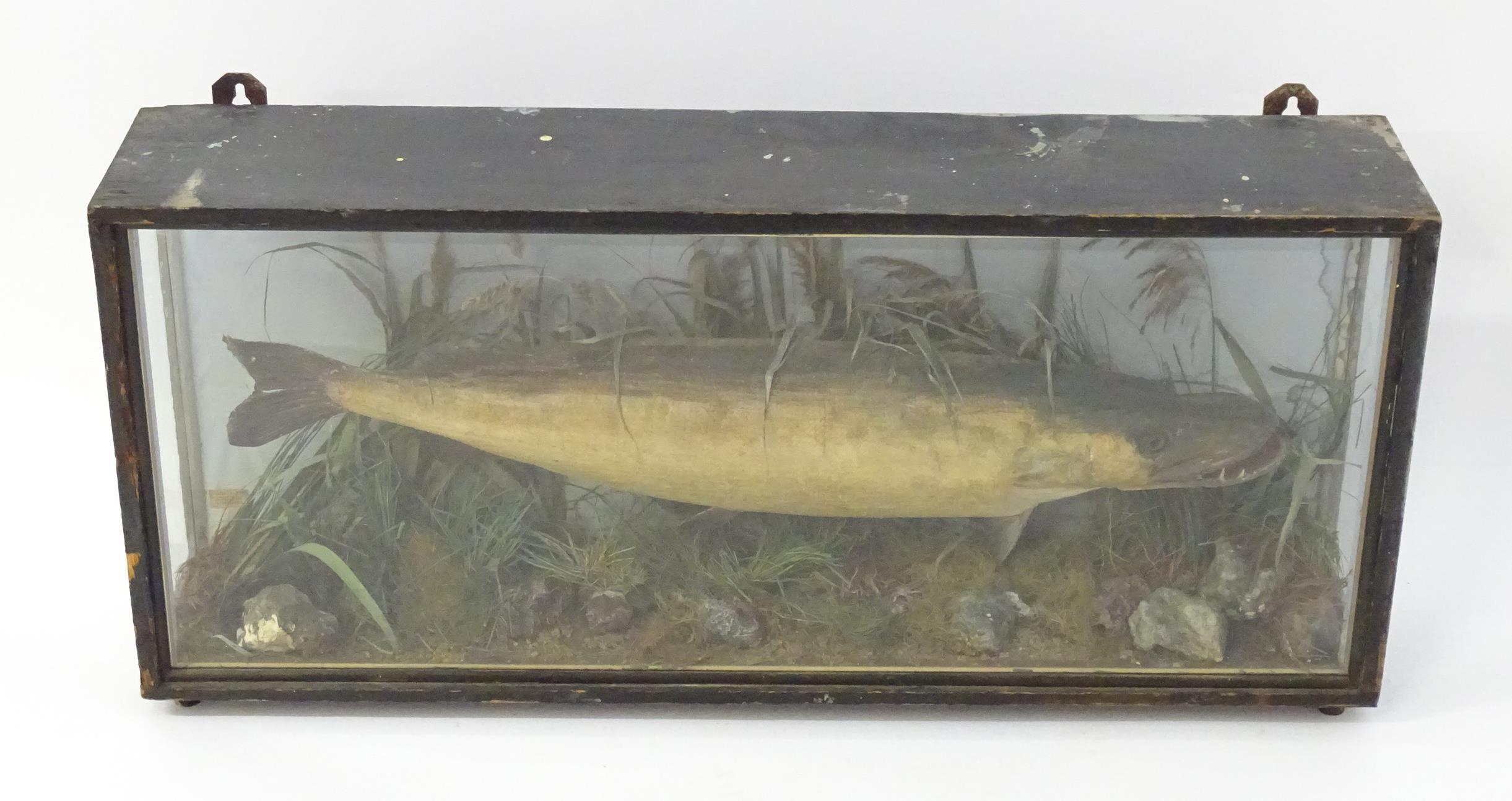 Taxidermy: an early 20thC cased mount of a specimen pike by F.F. Spicer & Sons, Birmingham, posed in - Bild 3 aus 19