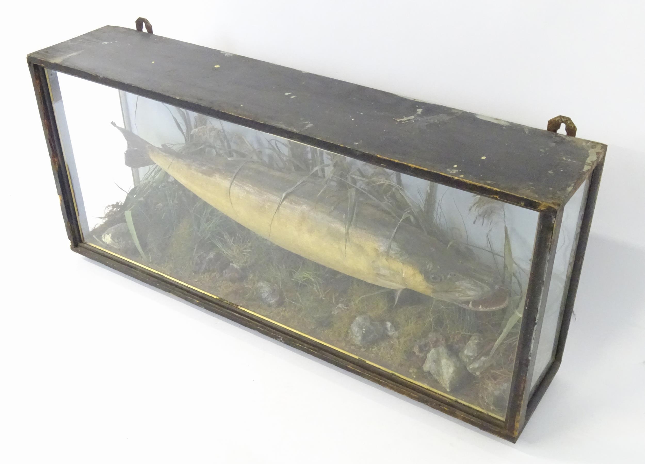 Taxidermy: an early 20thC cased mount of a specimen pike by F.F. Spicer & Sons, Birmingham, posed in - Bild 10 aus 19