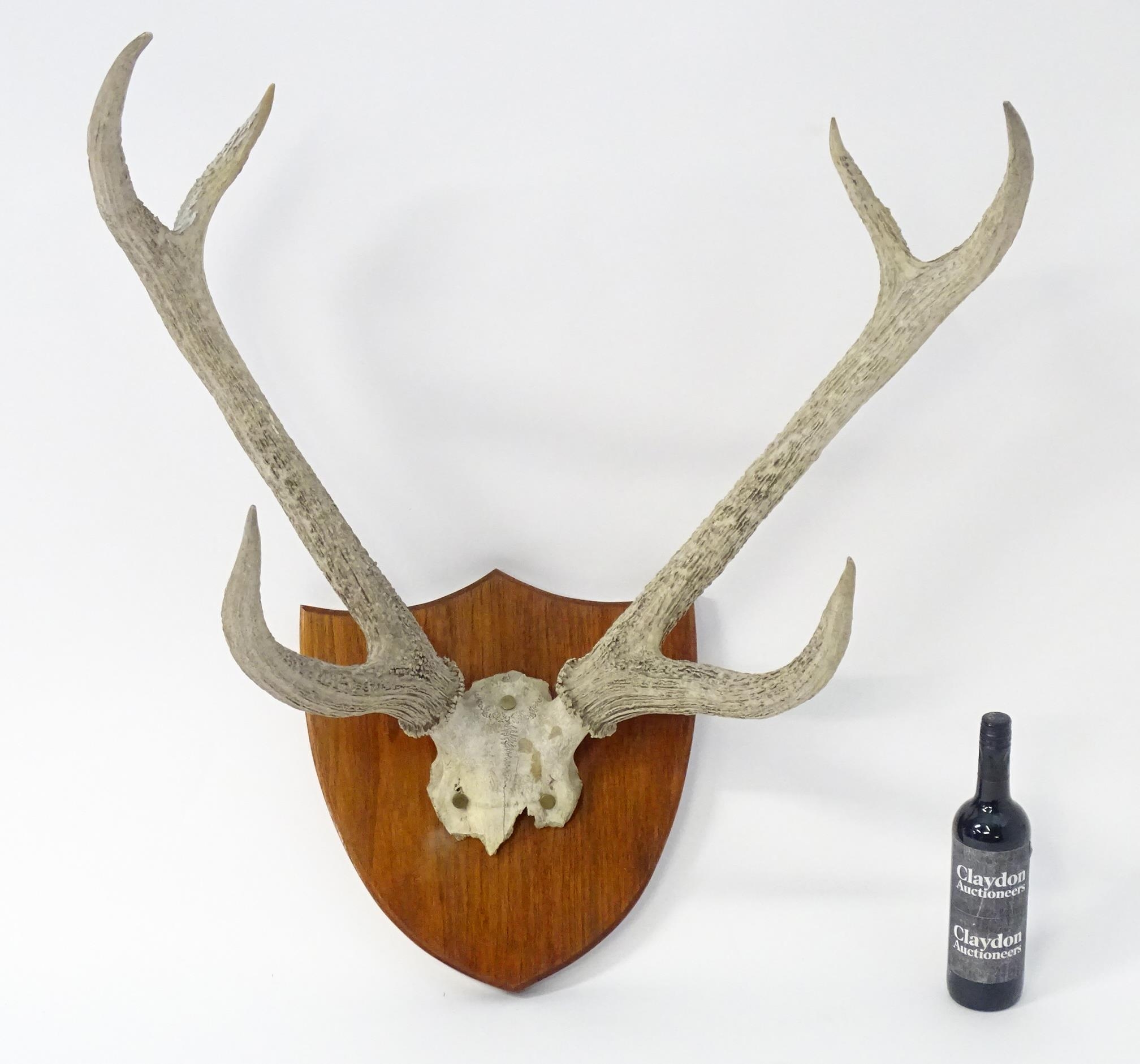 Taxidermy: a 20thC partial skull mount of Red Deer antlers, affixed to a shield plinth, approx 31" - Bild 6 aus 6