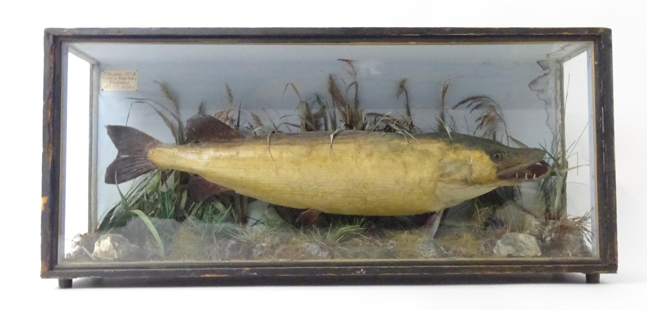 Taxidermy: an early 20thC cased mount of a specimen pike by F.F. Spicer & Sons, Birmingham, posed in - Bild 5 aus 19