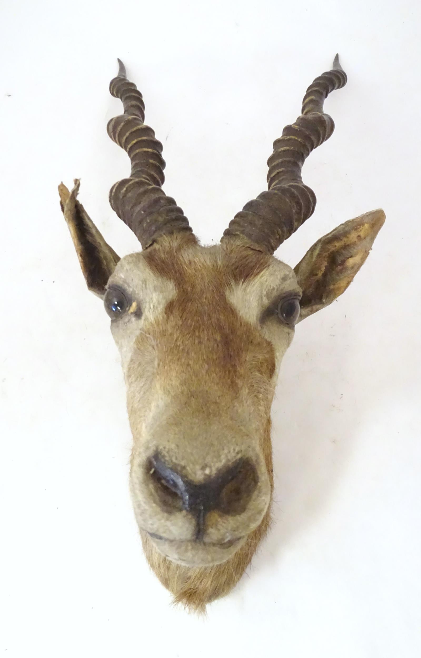 Taxidermy : an early to mid 20thC head and cape mount of a Blackbuck, Approx. 26" long, 11" wide,