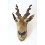 Taxidermy : an early to mid 20thC head and cape mount of a Blackbuck, Approx. 26" long, 11" wide,