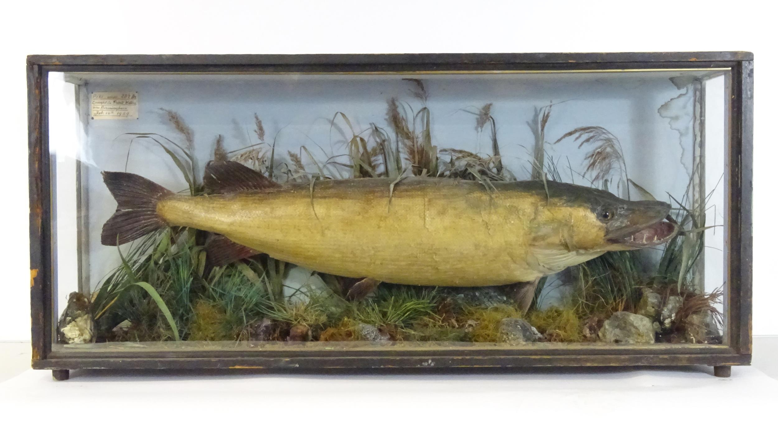 Taxidermy: an early 20thC cased mount of a specimen pike by F.F. Spicer & Sons, Birmingham, posed in - Bild 11 aus 19
