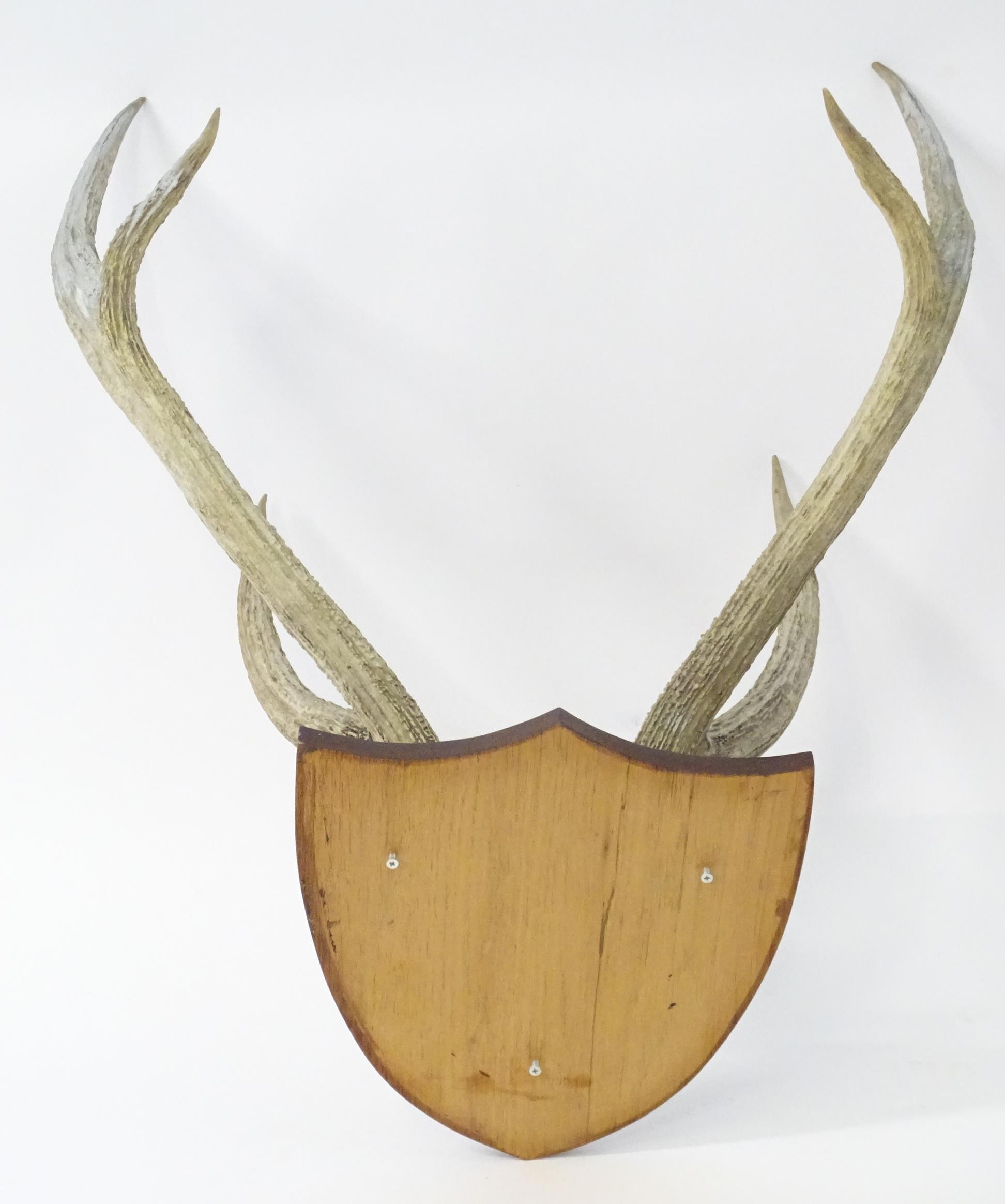Taxidermy: a 20thC partial skull mount of Red Deer antlers, affixed to a shield plinth, approx 31" - Bild 2 aus 6