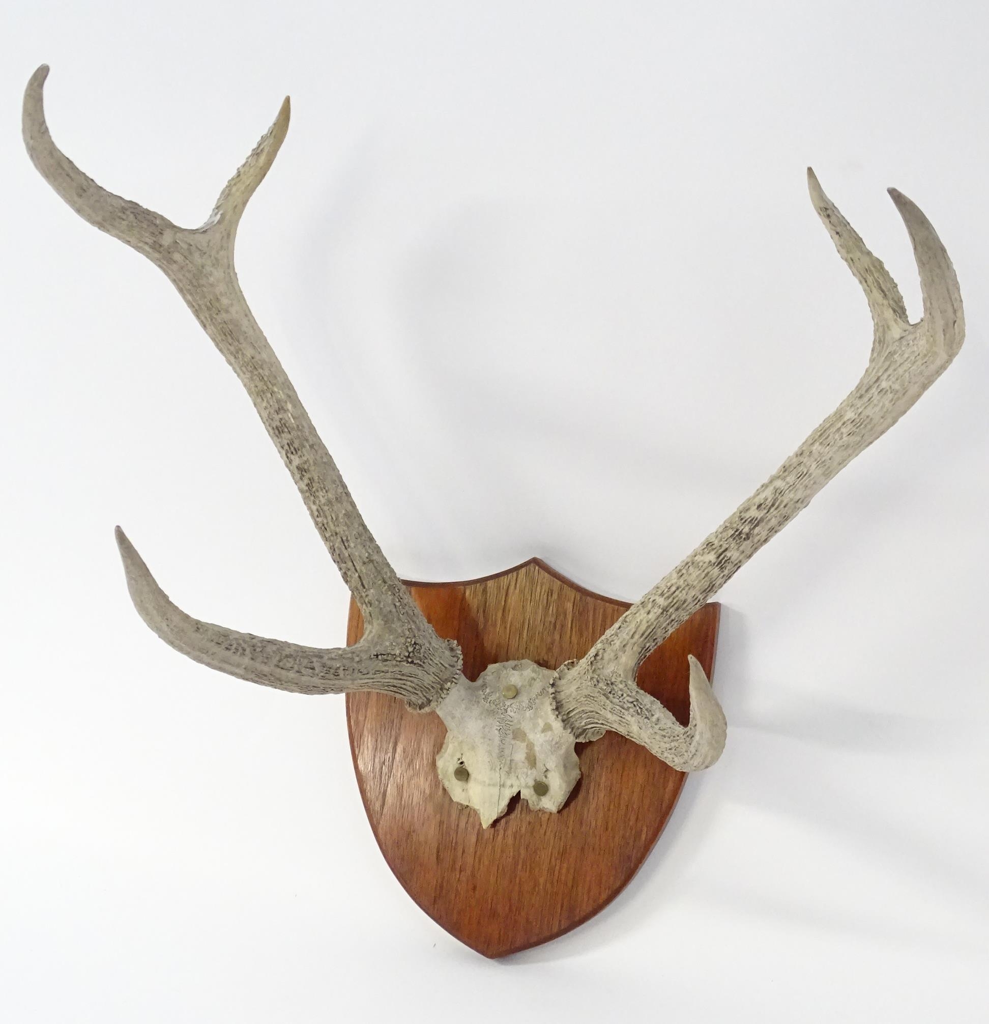 Taxidermy: a 20thC partial skull mount of Red Deer antlers, affixed to a shield plinth, approx 31" - Bild 4 aus 6