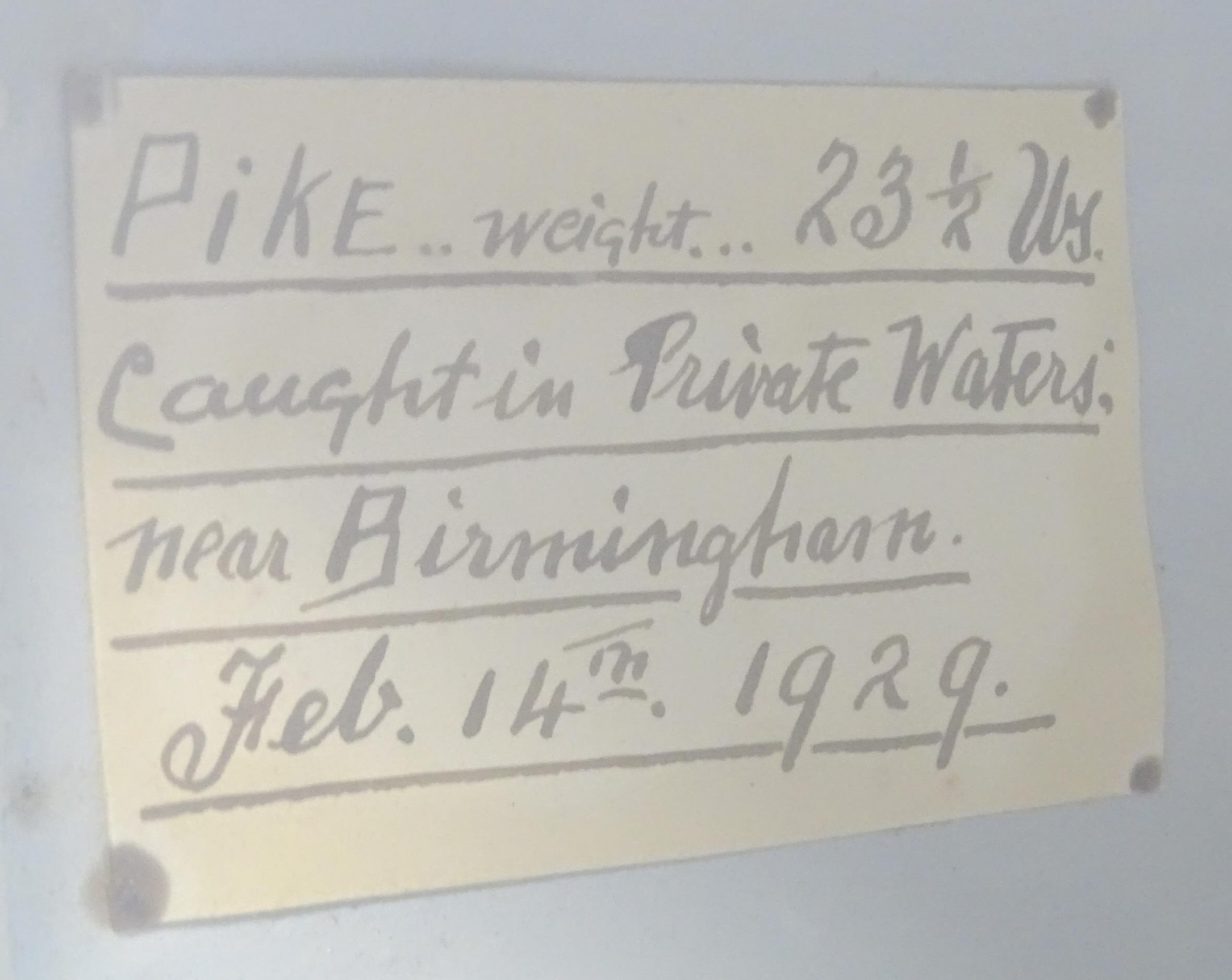 Taxidermy: an early 20thC cased mount of a specimen pike by F.F. Spicer & Sons, Birmingham, posed in - Bild 8 aus 19
