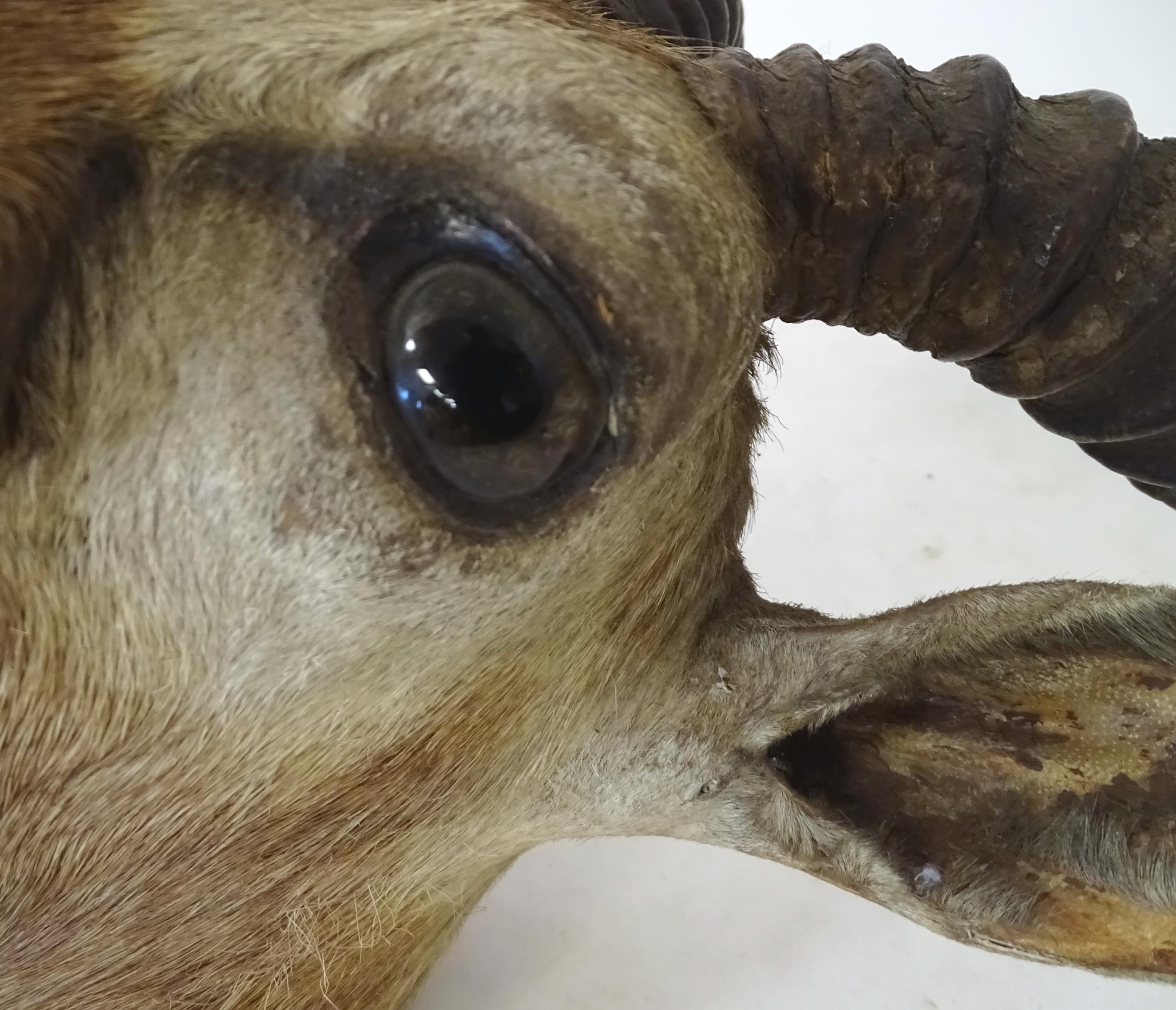Taxidermy : an early to mid 20thC head and cape mount of a Blackbuck, Approx. 26" long, 11" wide, - Bild 6 aus 10