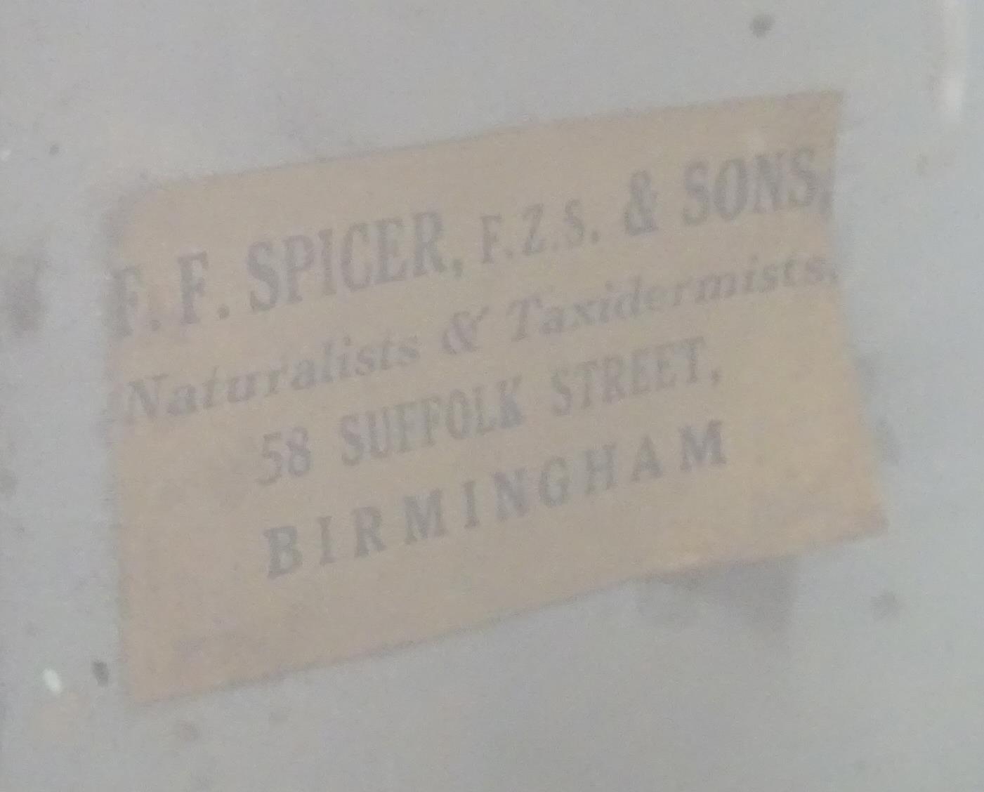 Taxidermy: an early 20thC cased mount of a specimen pike by F.F. Spicer & Sons, Birmingham, posed in - Bild 9 aus 19