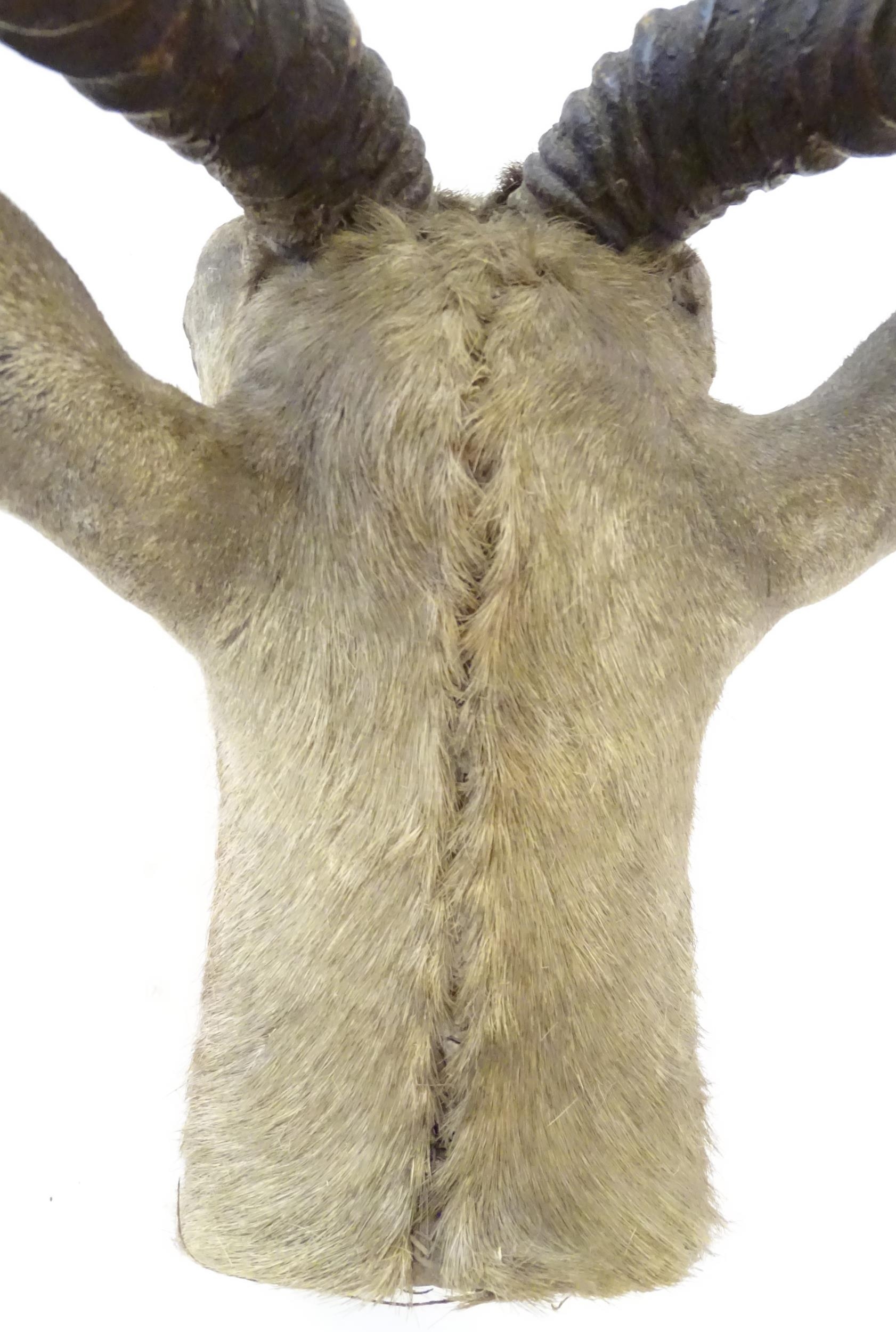 Taxidermy : an early to mid 20thC head and cape mount of a Blackbuck, Approx. 26" long, 11" wide, - Bild 10 aus 10