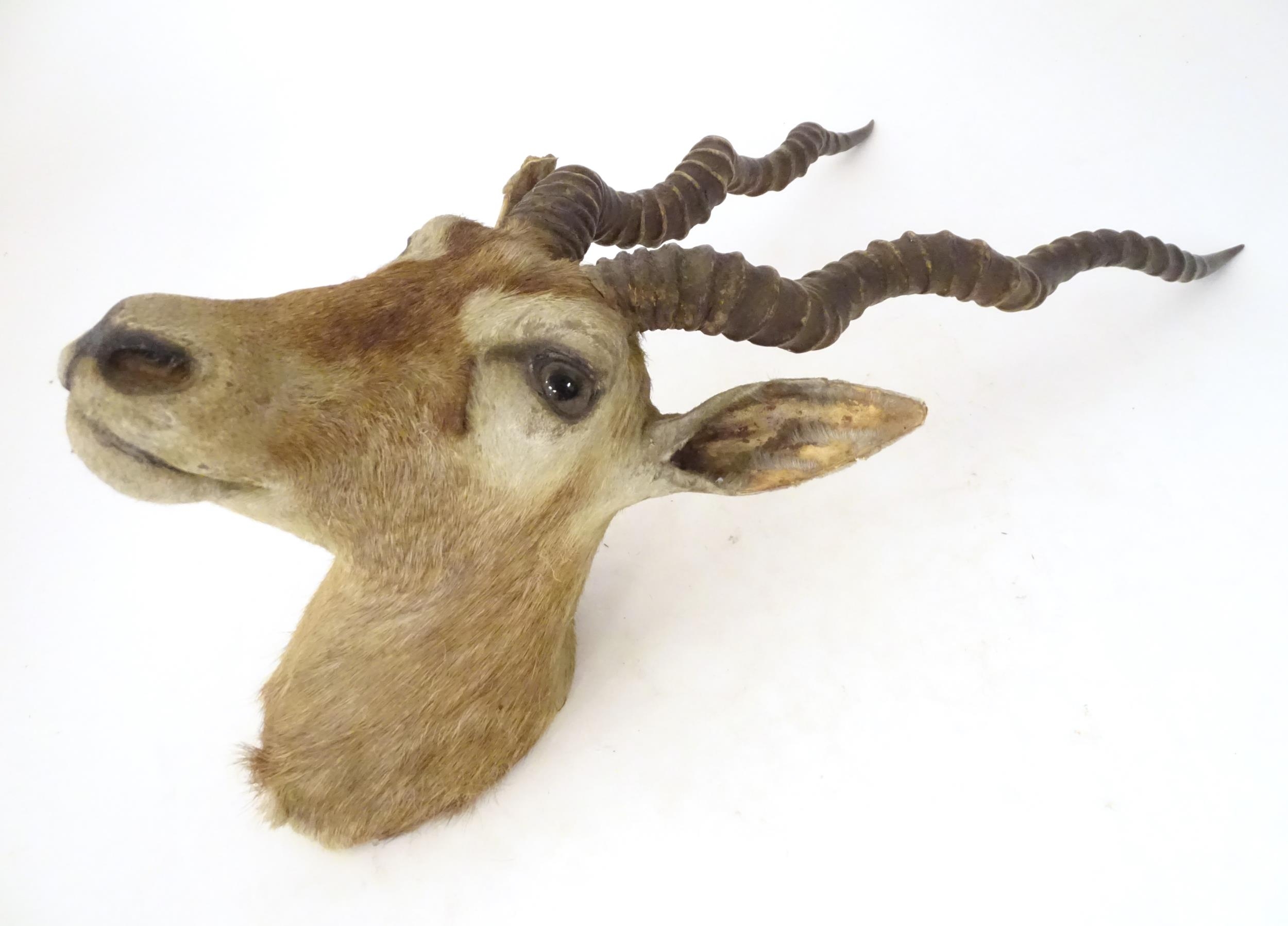 Taxidermy : an early to mid 20thC head and cape mount of a Blackbuck, Approx. 26" long, 11" wide, - Bild 4 aus 10