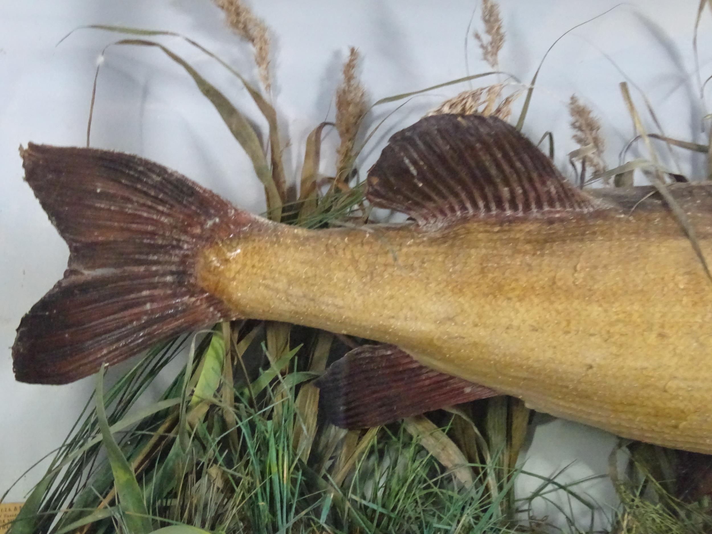 Taxidermy: an early 20thC cased mount of a specimen pike by F.F. Spicer & Sons, Birmingham, posed in - Bild 14 aus 19