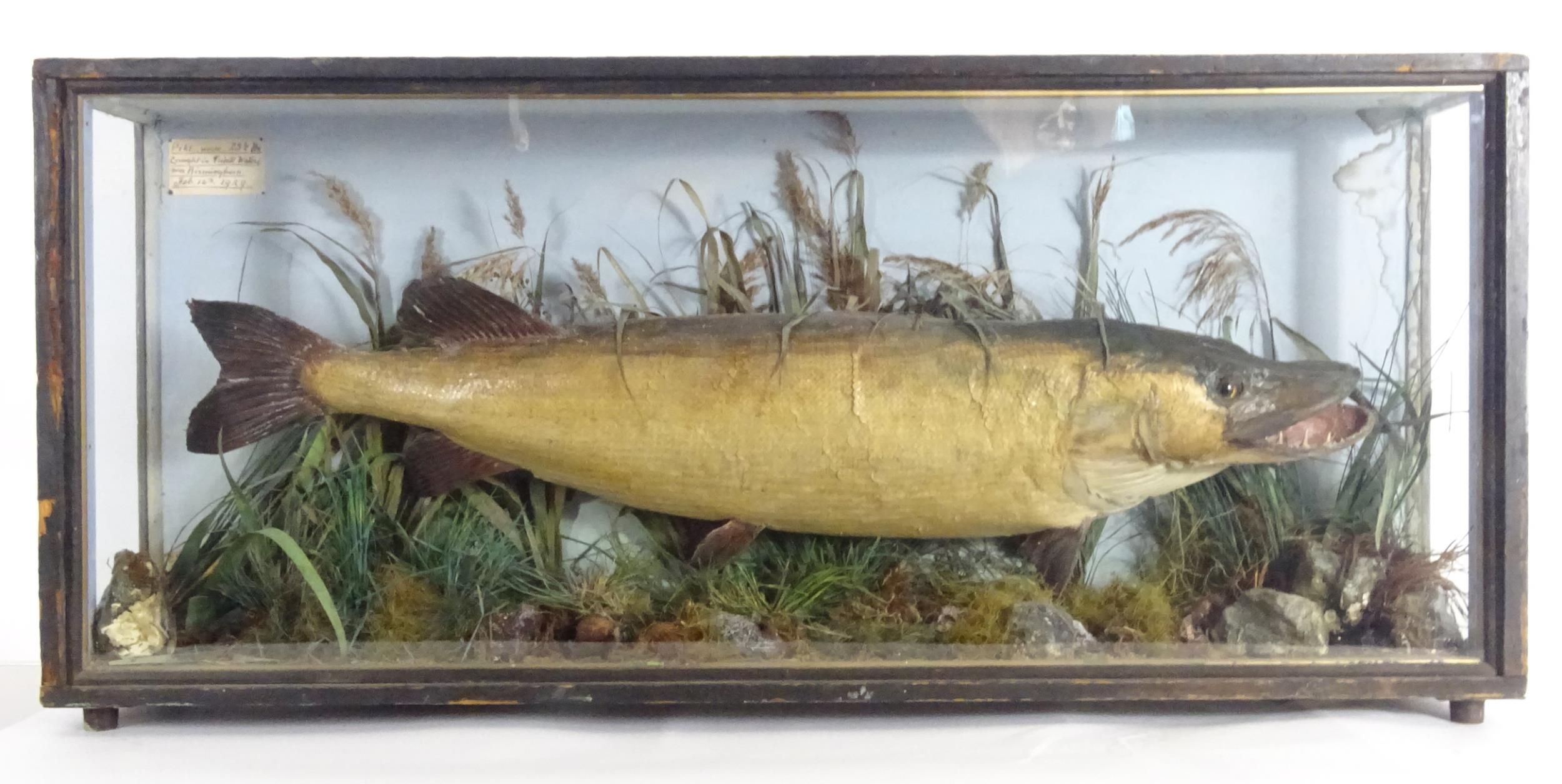 Taxidermy: an early 20thC cased mount of a specimen pike by F.F. Spicer & Sons, Birmingham, posed in - Bild 6 aus 19