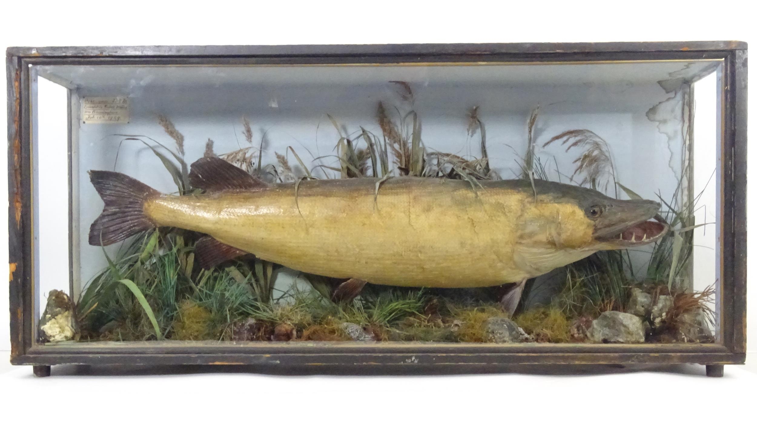 Taxidermy: an early 20thC cased mount of a specimen pike by F.F. Spicer & Sons, Birmingham, posed in - Bild 19 aus 19