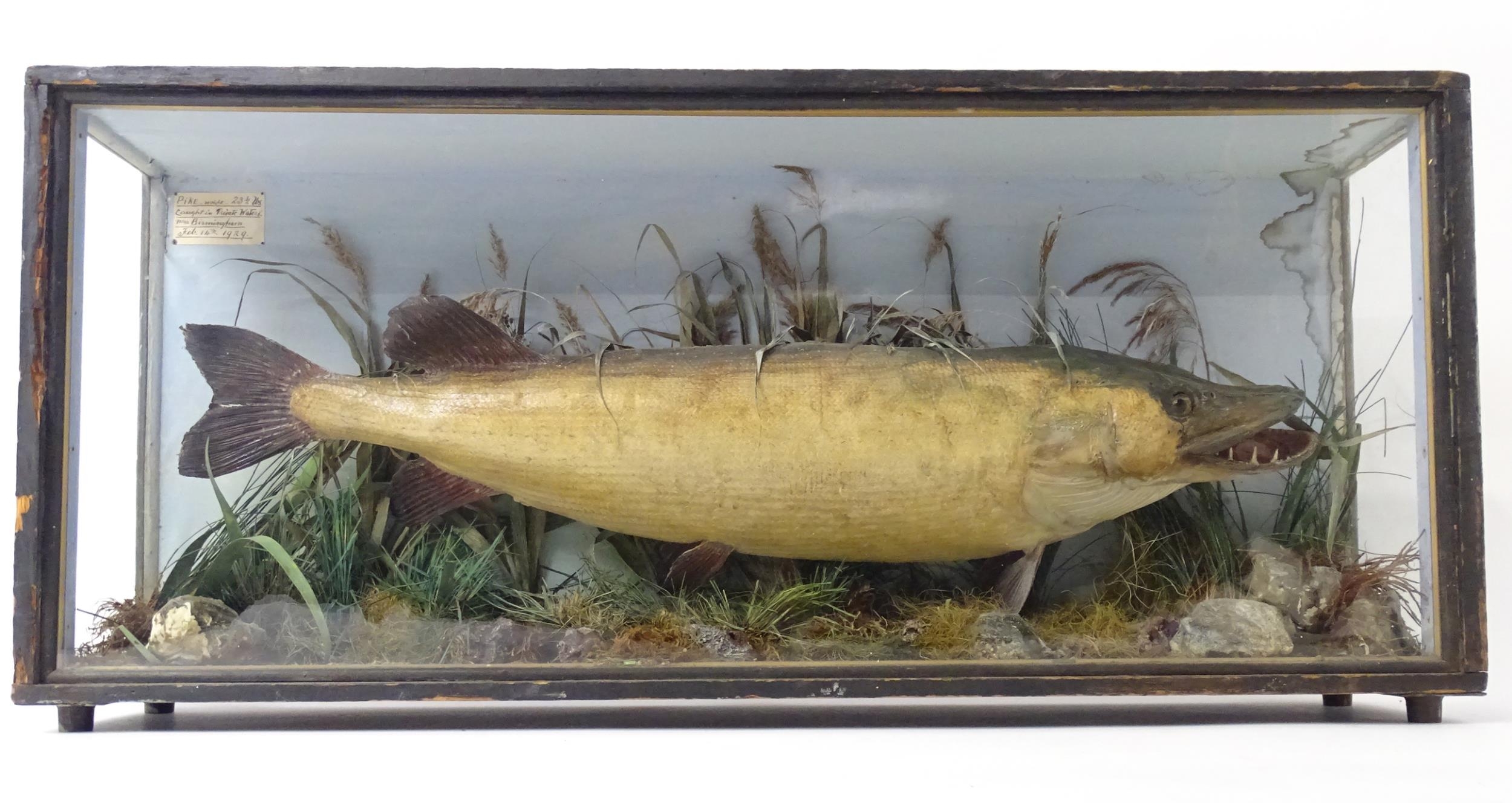 Taxidermy: an early 20thC cased mount of a specimen pike by F.F. Spicer & Sons, Birmingham, posed in - Bild 4 aus 19