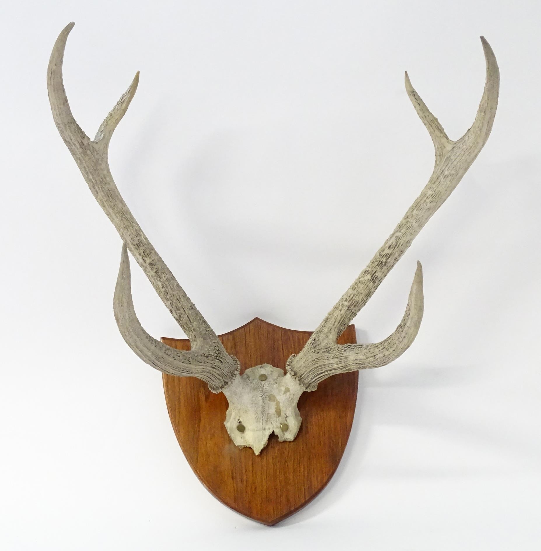 Taxidermy: a 20thC partial skull mount of Red Deer antlers, affixed to a shield plinth, approx 31" - Bild 5 aus 6