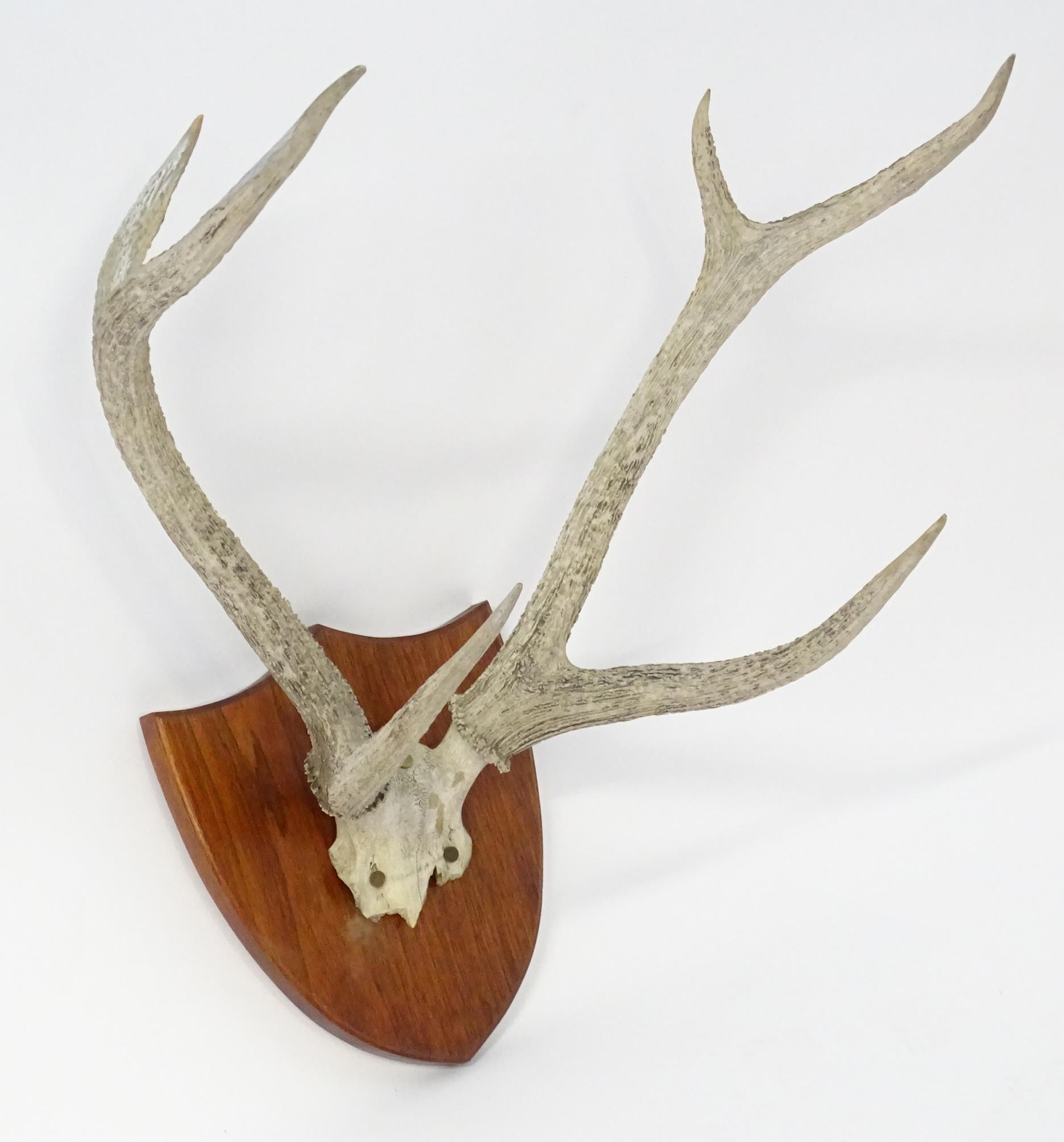 Taxidermy: a 20thC partial skull mount of Red Deer antlers, affixed to a shield plinth, approx 31" - Bild 3 aus 6