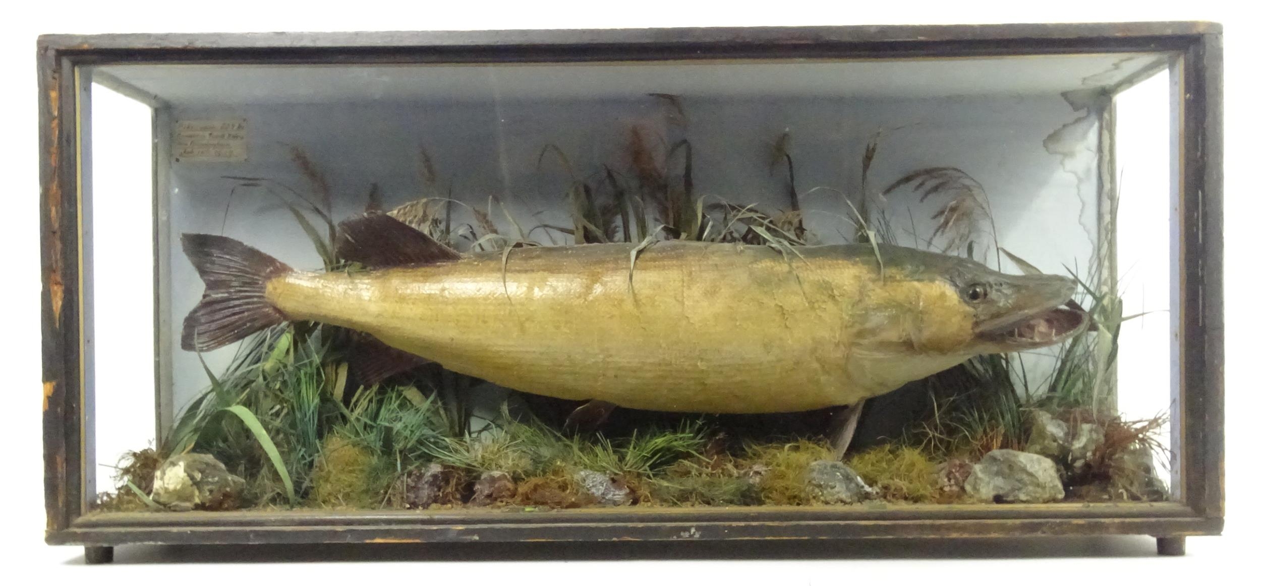 Taxidermy: an early 20thC cased mount of a specimen pike by F.F. Spicer & Sons, Birmingham, posed in