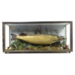 Taxidermy: an early 20thC cased mount of a specimen pike by F.F. Spicer & Sons, Birmingham, posed in