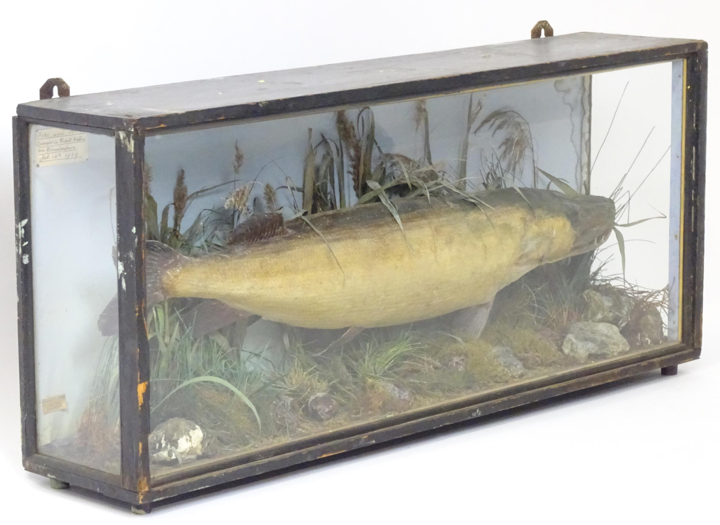 Taxidermy: an early 20thC cased mount of a specimen pike by F.F. Spicer & Sons, Birmingham, posed in - Bild 2 aus 19