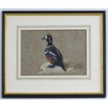 Early 20th century, Watercolour, A portrait of a harlequin duck. Approx. 9" x 13" Please Note - we