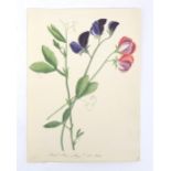 19th century, Watercolour, A study of Sweet pea flowers. Titled and dated August 24 1814 lower.