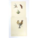 19th century, Watercolour and ink, Two ornithological illustrations comprising two Russet Coloured
