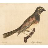 Montagu (George). Ornithological Dictionary; or, Alphabetical Synopsis of British Birds, 1802