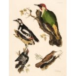 Selby (John Prideaux). A collection of forty engravings of British Birds, 1818 - 23