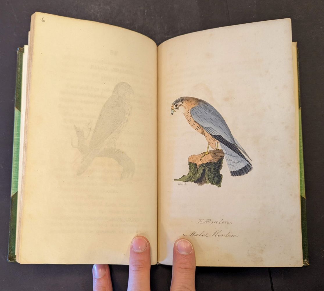 Hunt (John). British Ornithology, 3 volumes in 2, Norwich: Bacon & Co, 1815 - Image 7 of 11