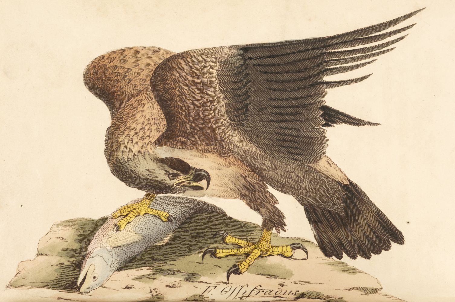 Hunt (John). British Ornithology, 3 volumes in 2, Norwich: Bacon & Co, 1815