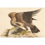 Hunt (John). British Ornithology, 3 volumes in 2, Norwich: Bacon & Co, 1815