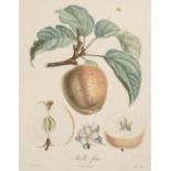 * Natural History. A collection of approximately 425 prints, mostly 19th century,