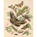 Kirby (W.F.) European Butterflies and Moths, 1882