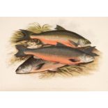 Houghton - British Freshwater Fishes 2 vols. £200-300