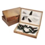 * Entomology. Collection of butterfly and beetle specimens