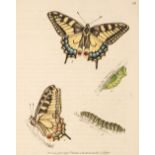 Lewin (William). The Insects of Great Britain, 1795