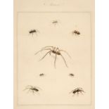 Martyn (Thomas, editor).Aranei, or a Natural History of Spiders, 1793