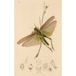 Curtis (John). British Entomology, 8 volumes, 1823-40