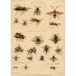 Barbut (Jacques). Les Genres des Insectes de Linne ... echantillons d'Insectes d'Angleterre, 1781