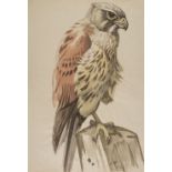 * Talbot Kelly (Richard Barrett, 1896-1971). 20 watercolours of birds, and others