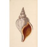 Donovan (Edward). The Natural History of British Shells, 5 volumes, 1799-1803
