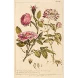 Miller (Philip). Figures of the Most Beautiful, Useful, and Uncommon Plants ..., 1st edition, 1760