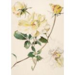 AR * Hervey-Bathurst (Caroline, 1936-). Garden Roses, watercolour and pencil