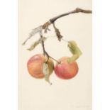 * John (Rebecca, 1947-). Apples on a Branch, pencil