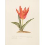 * Stones (Margaret, 1920-2018). Tulipa