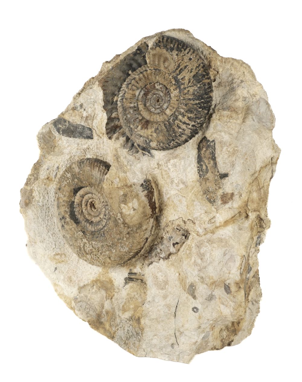 * Ammonite Block. A double Ammonite block, Somerset