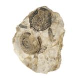 * Ammonite Block. A double Ammonite block, Somerset